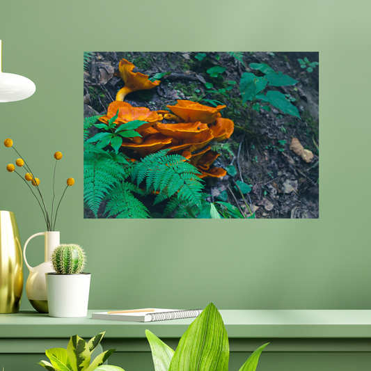 Mushroom Magick (photography print)
